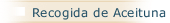 Recogida de Aceituna